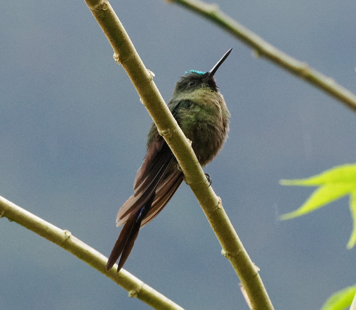 Violet-tailed Sylph - ML641707755