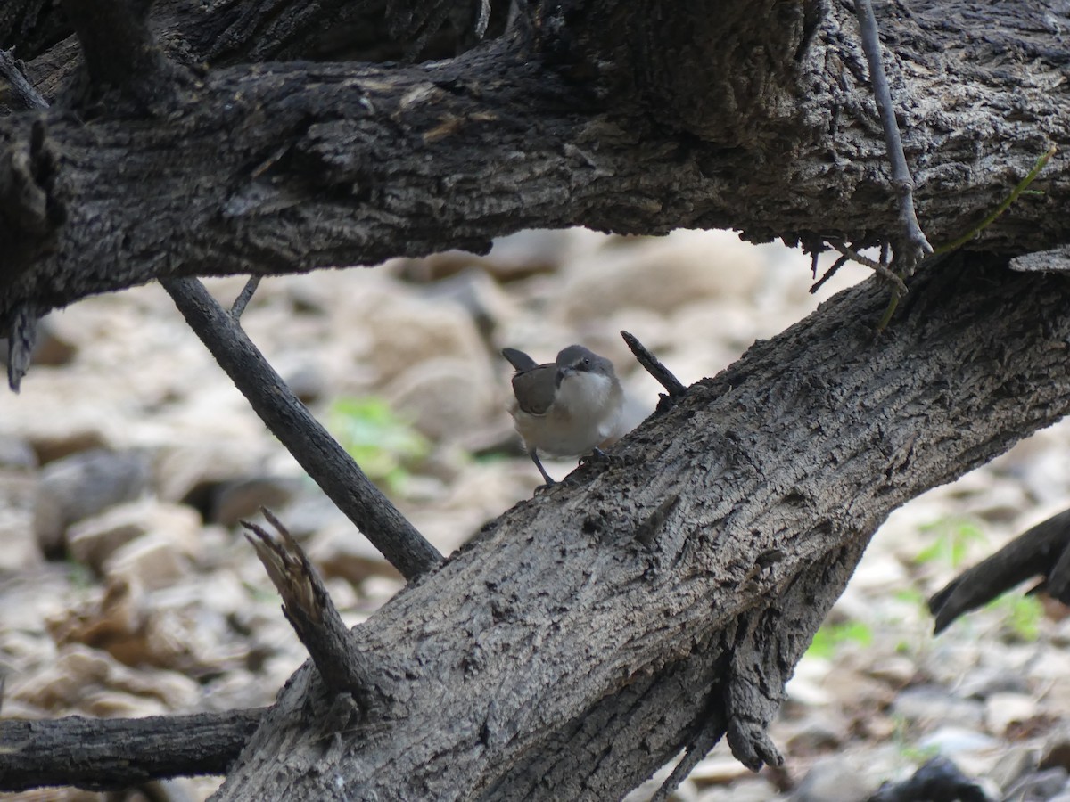Western Orphean Warbler - ML641707764