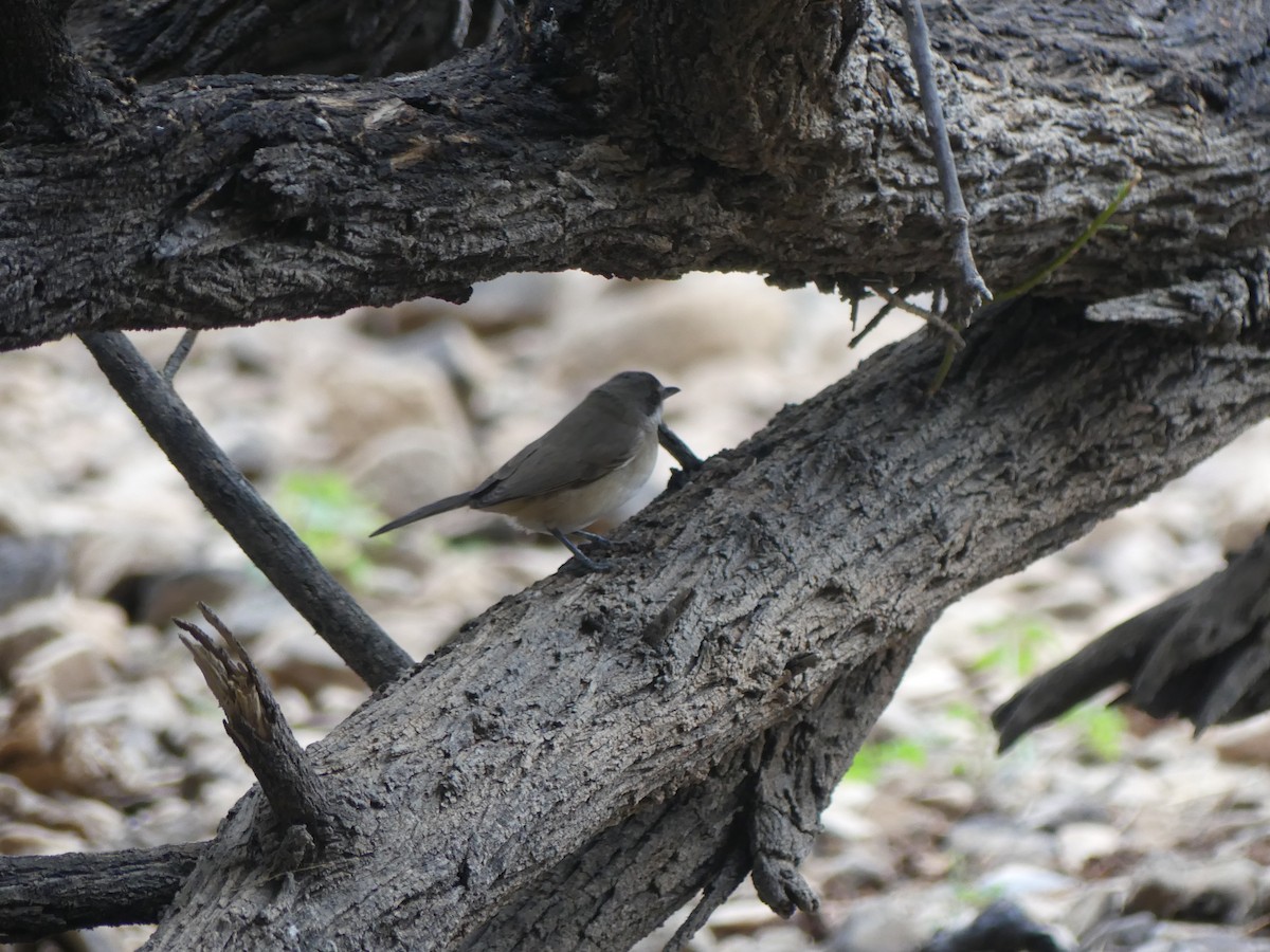 Western Orphean Warbler - ML641707765