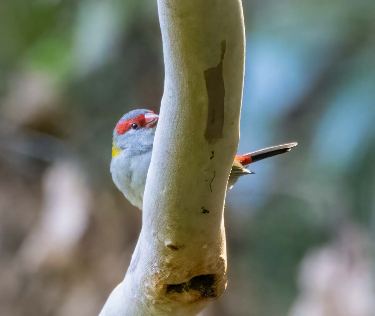 Red-browed Firetail - ML641707766