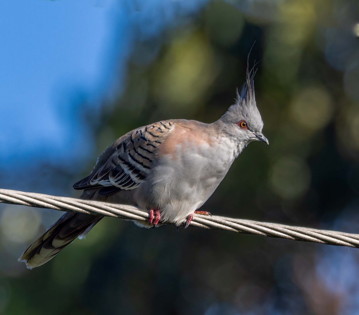 Crested Pigeon - ML641707796