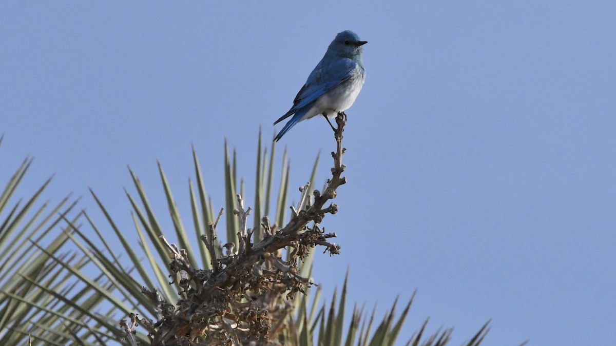 Mountain Bluebird - ML641707807