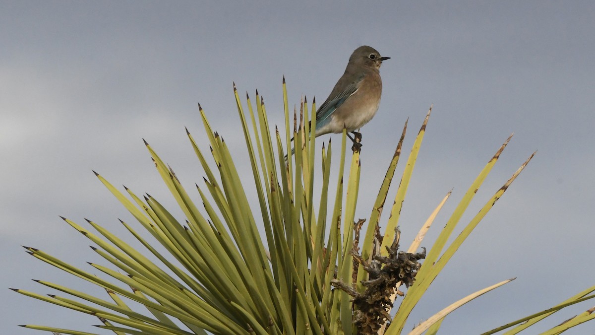 Mountain Bluebird - ML641707810