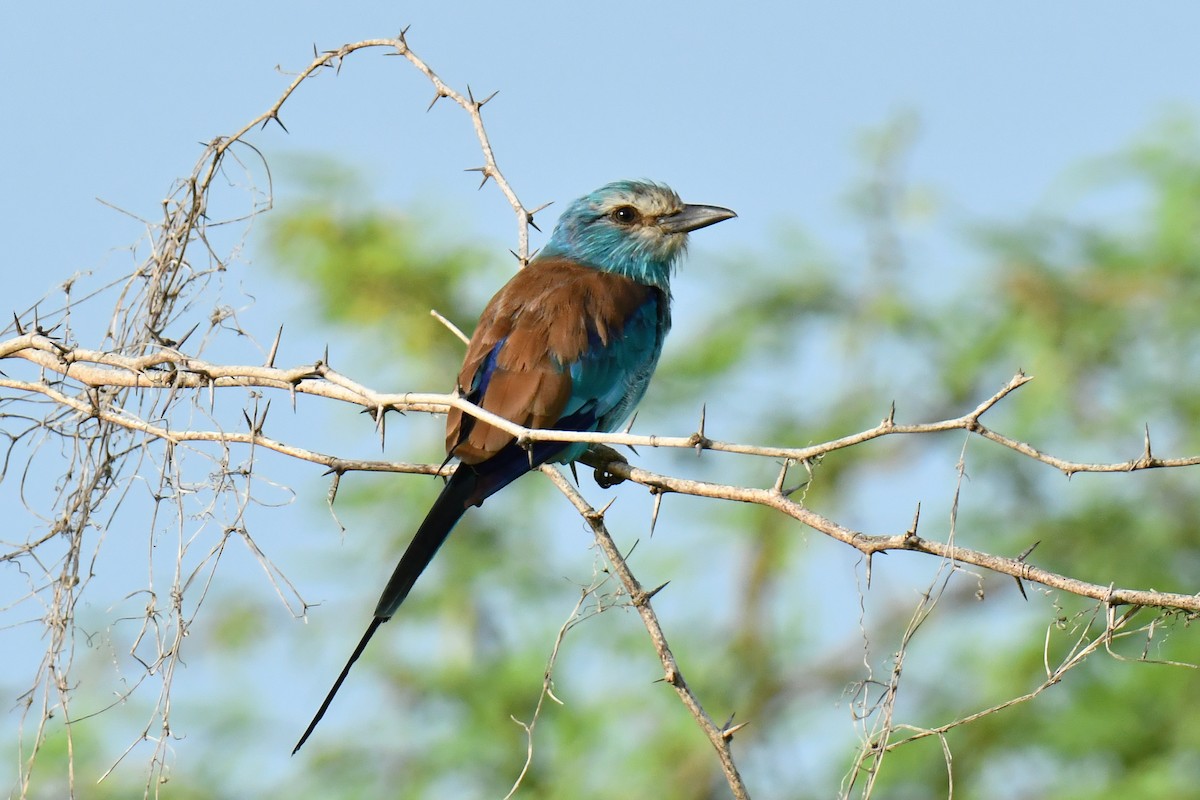 Abyssinian Roller - ML641707838