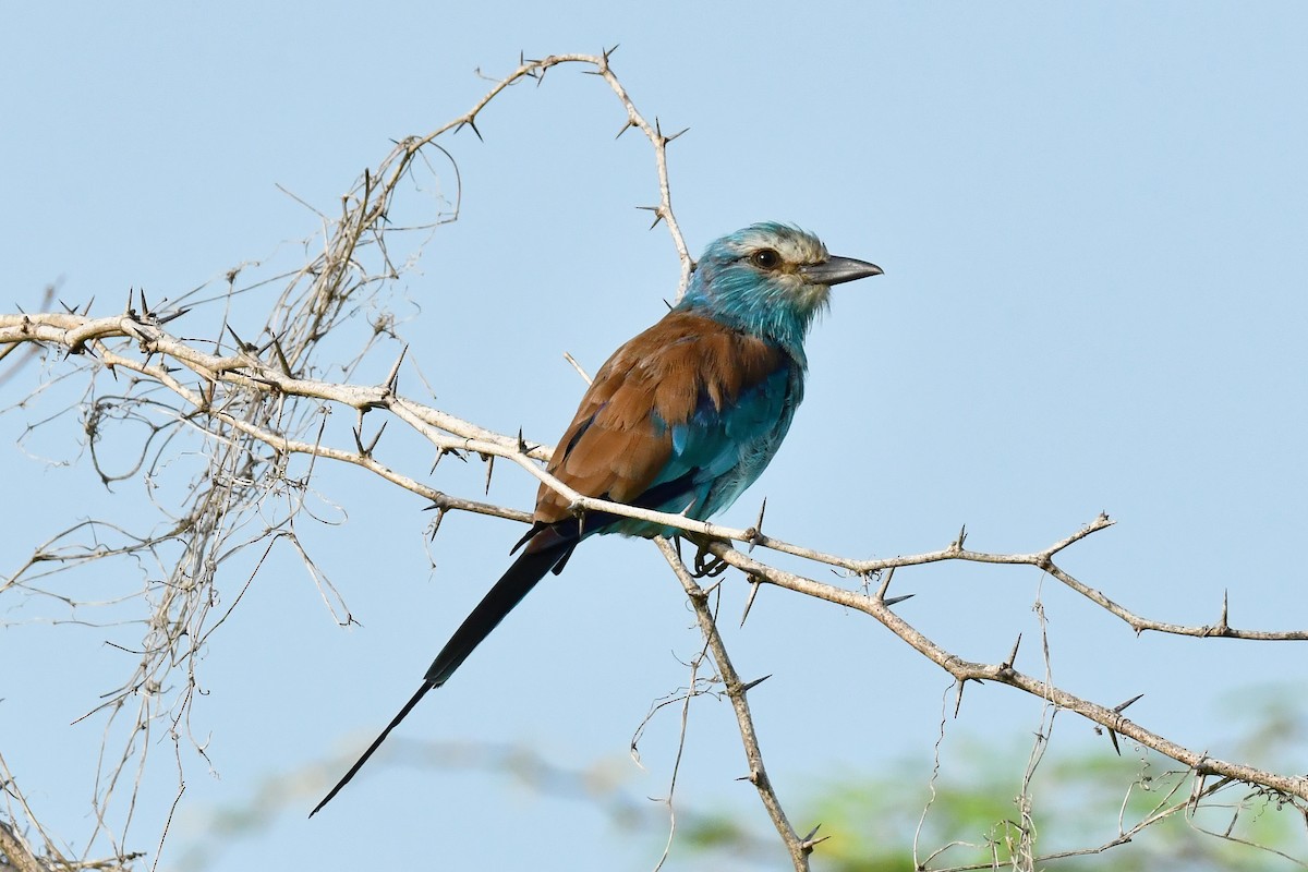 Abyssinian Roller - ML641707839