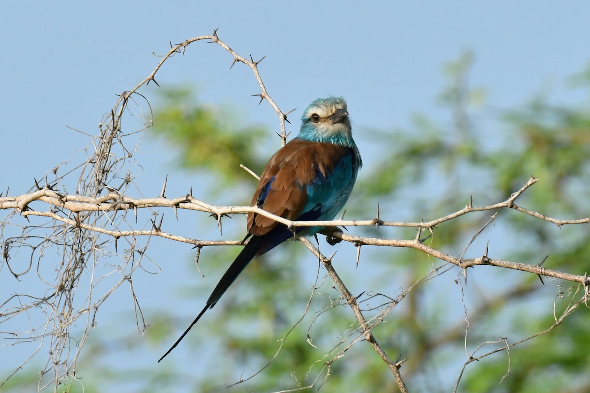 Abyssinian Roller - ML641707840