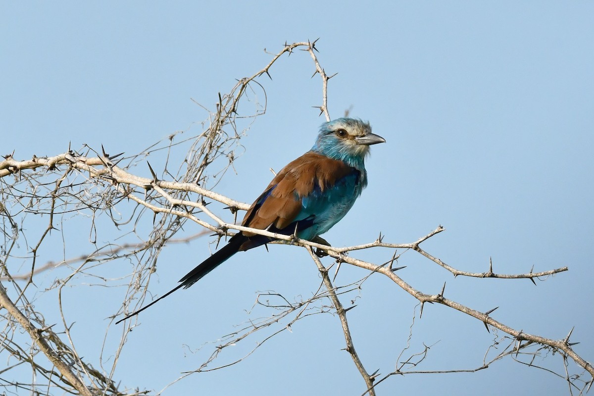 Abyssinian Roller - ML641707841