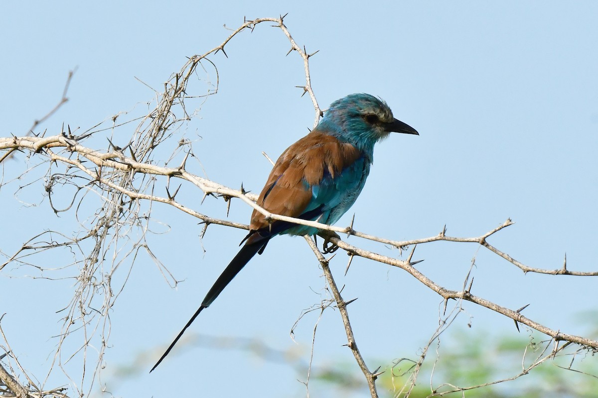 Abyssinian Roller - ML641707843