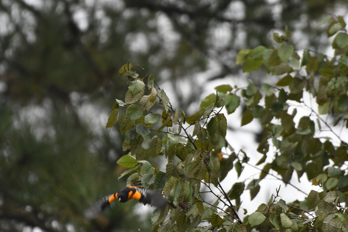 Baltimore Oriole - ML641707850