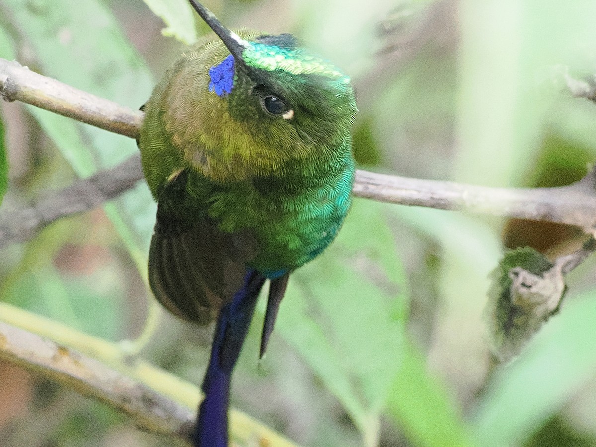 Violet-tailed Sylph - ML641707854