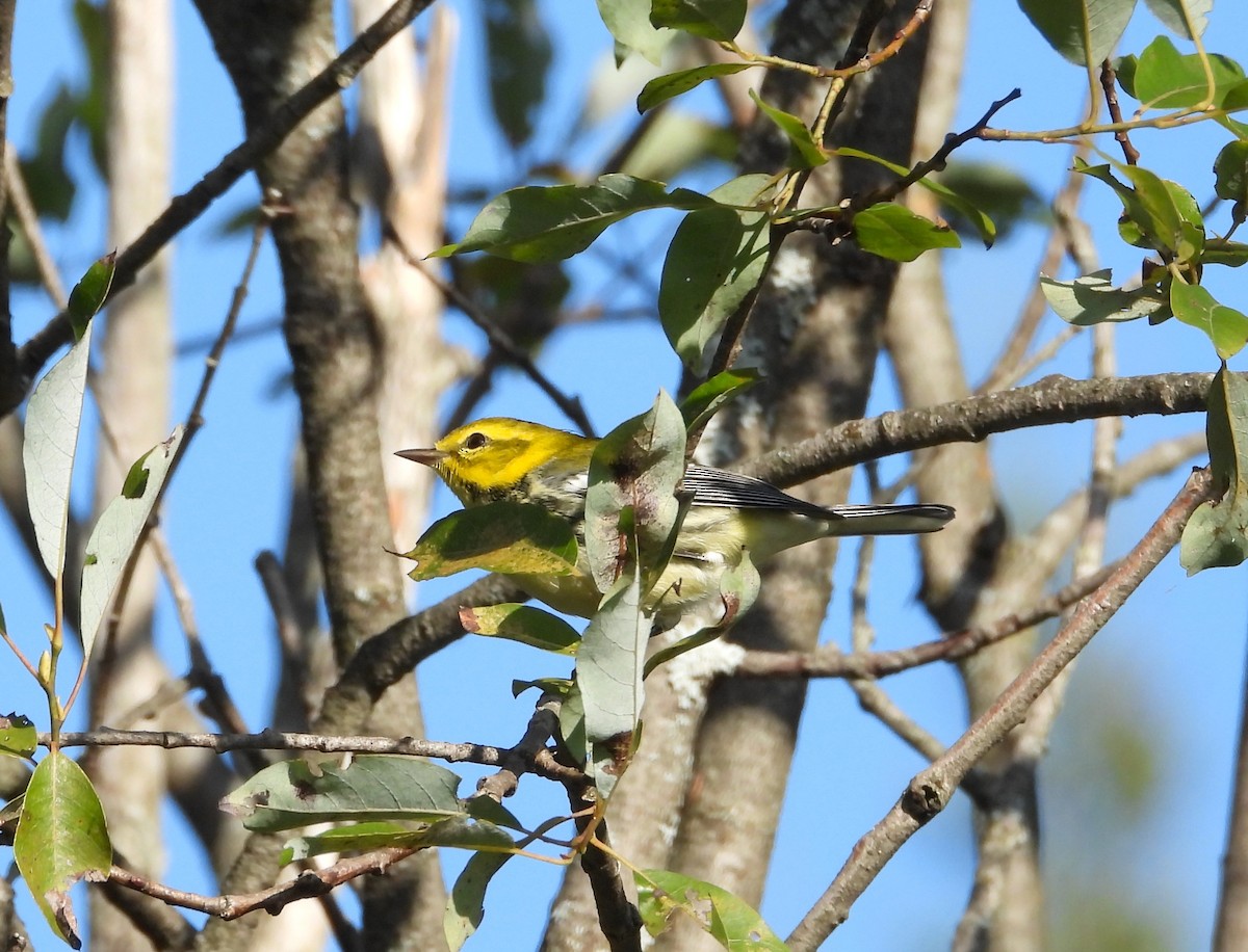 Black-throated Green Warbler - ML641707896