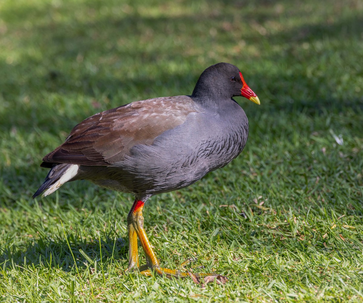Dusky Moorhen - ML641707940