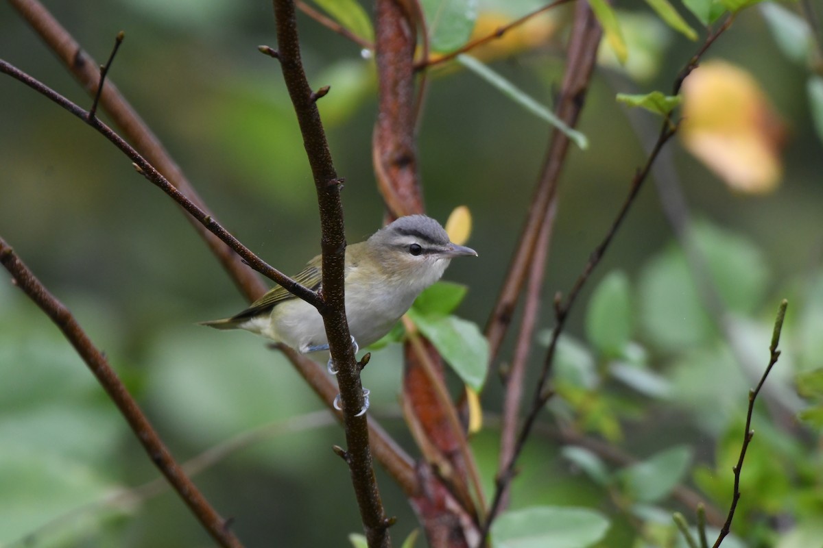Red-eyed Vireo - ML641707944