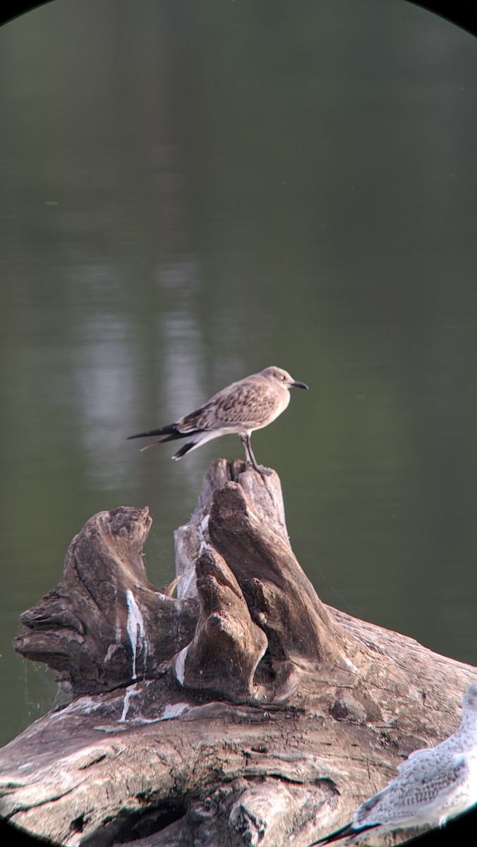 Mouette atricille - ML641707945