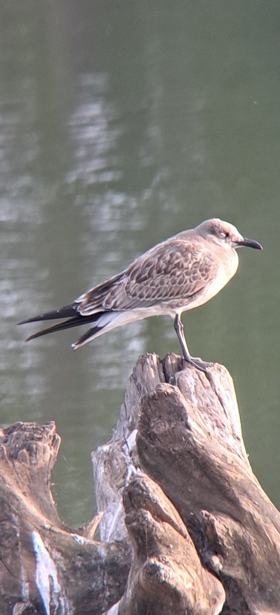 Mouette atricille - ML641707950