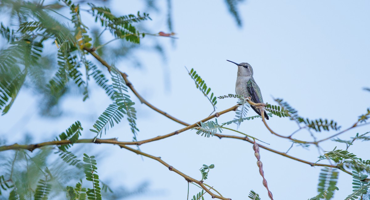 Costa's Hummingbird - ML641707962