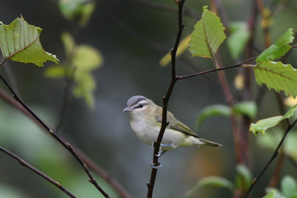 Red-eyed Vireo - ML641707968