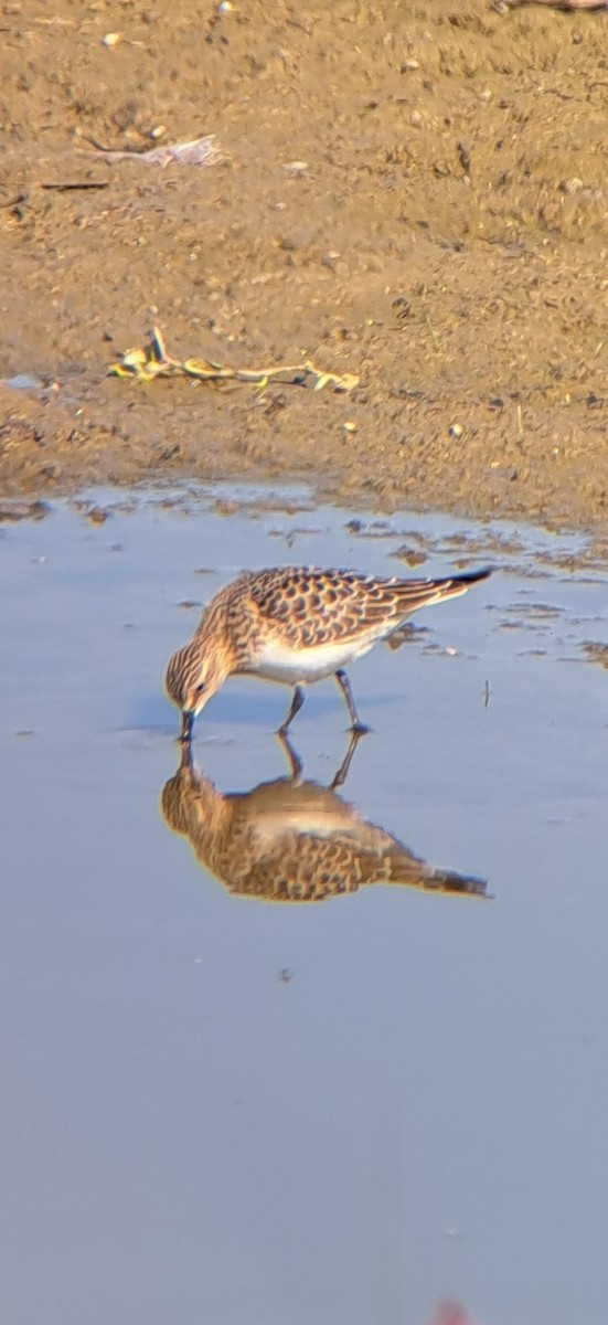 Bairdstrandläufer - ML641707999