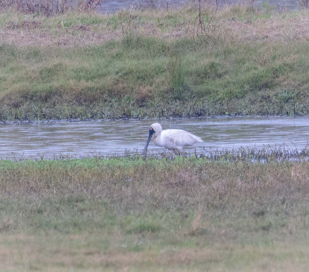 Royal Spoonbill - ML641708001