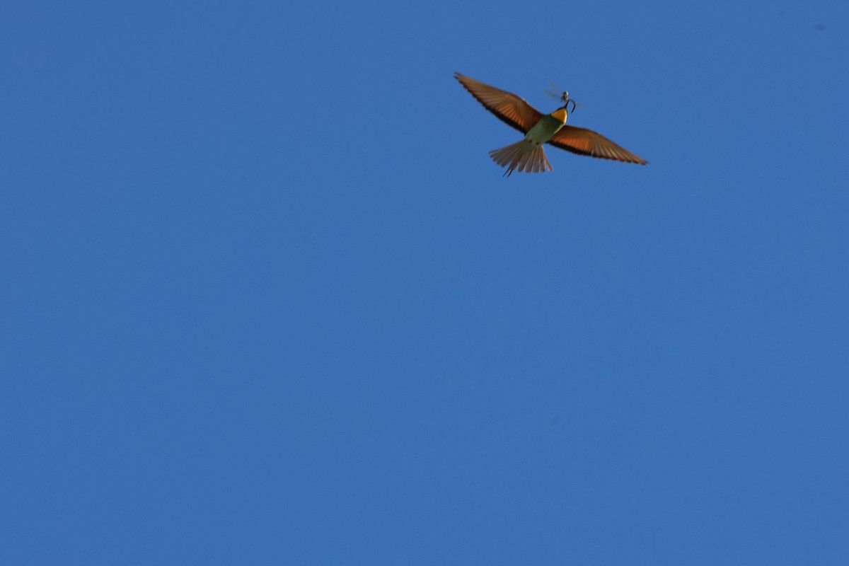 European Bee-eater - Pablo García Rivas