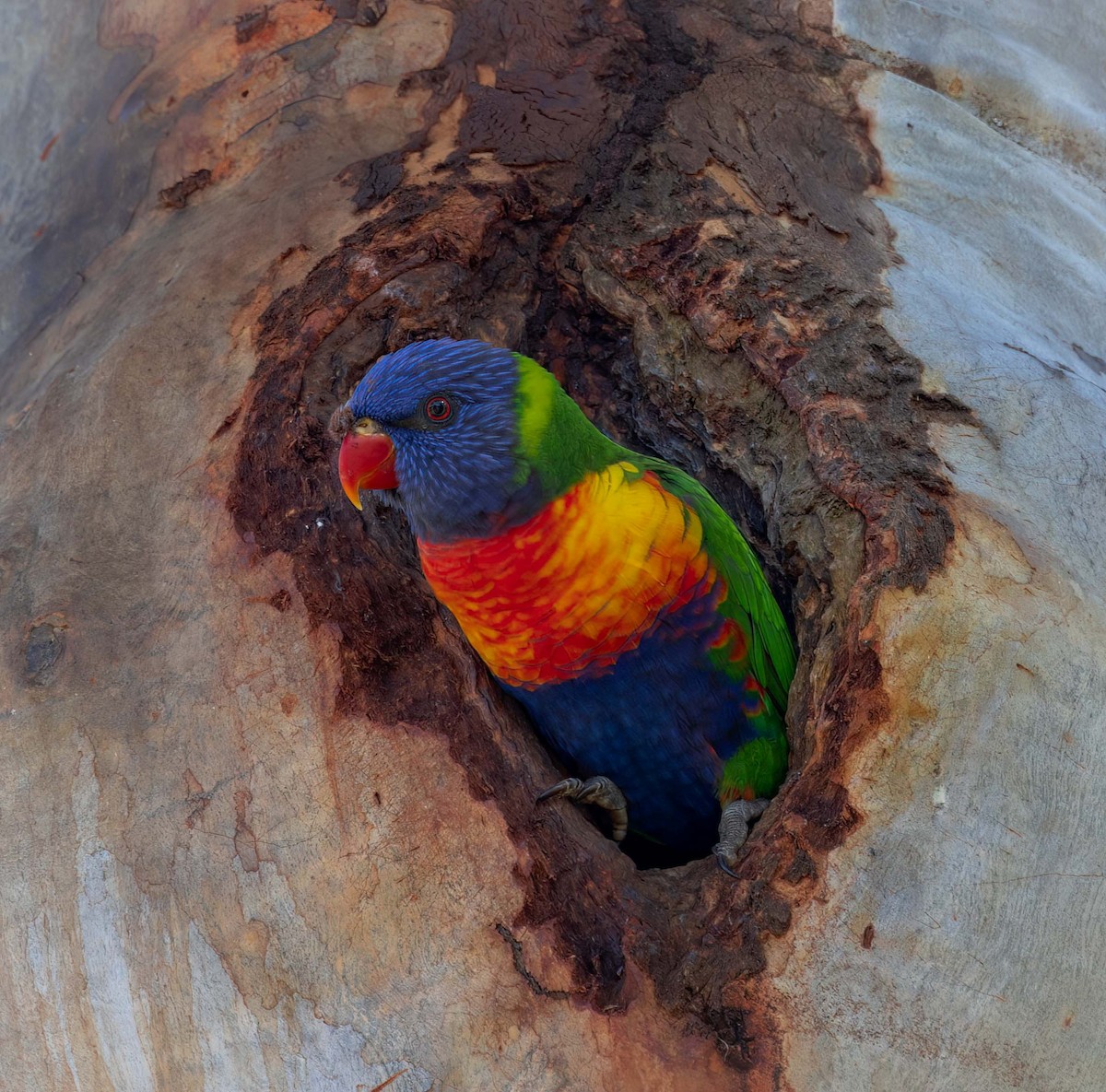 Rainbow Lorikeet - ML641708023