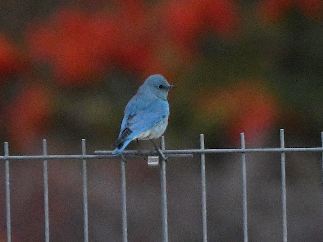 Mountain Bluebird - ML641708050