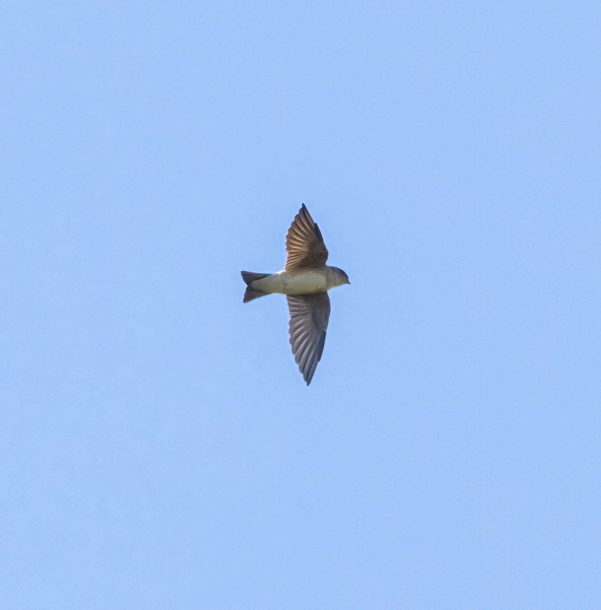 Fairy Martin - ML641708053