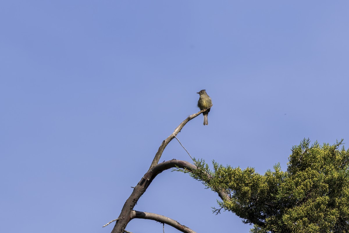 Greater Pewee - ML641708075