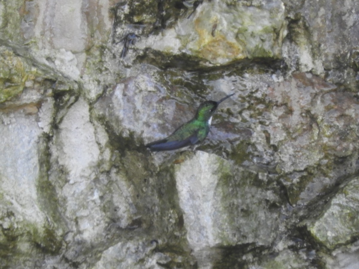 White-throated Hummingbird - ML641708078