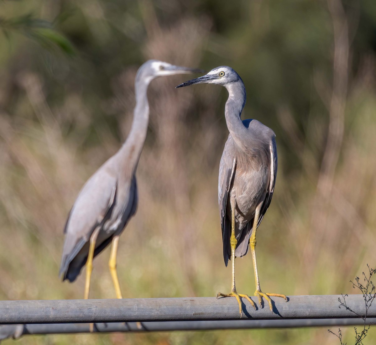 hvitmaskehegre - ML641708079