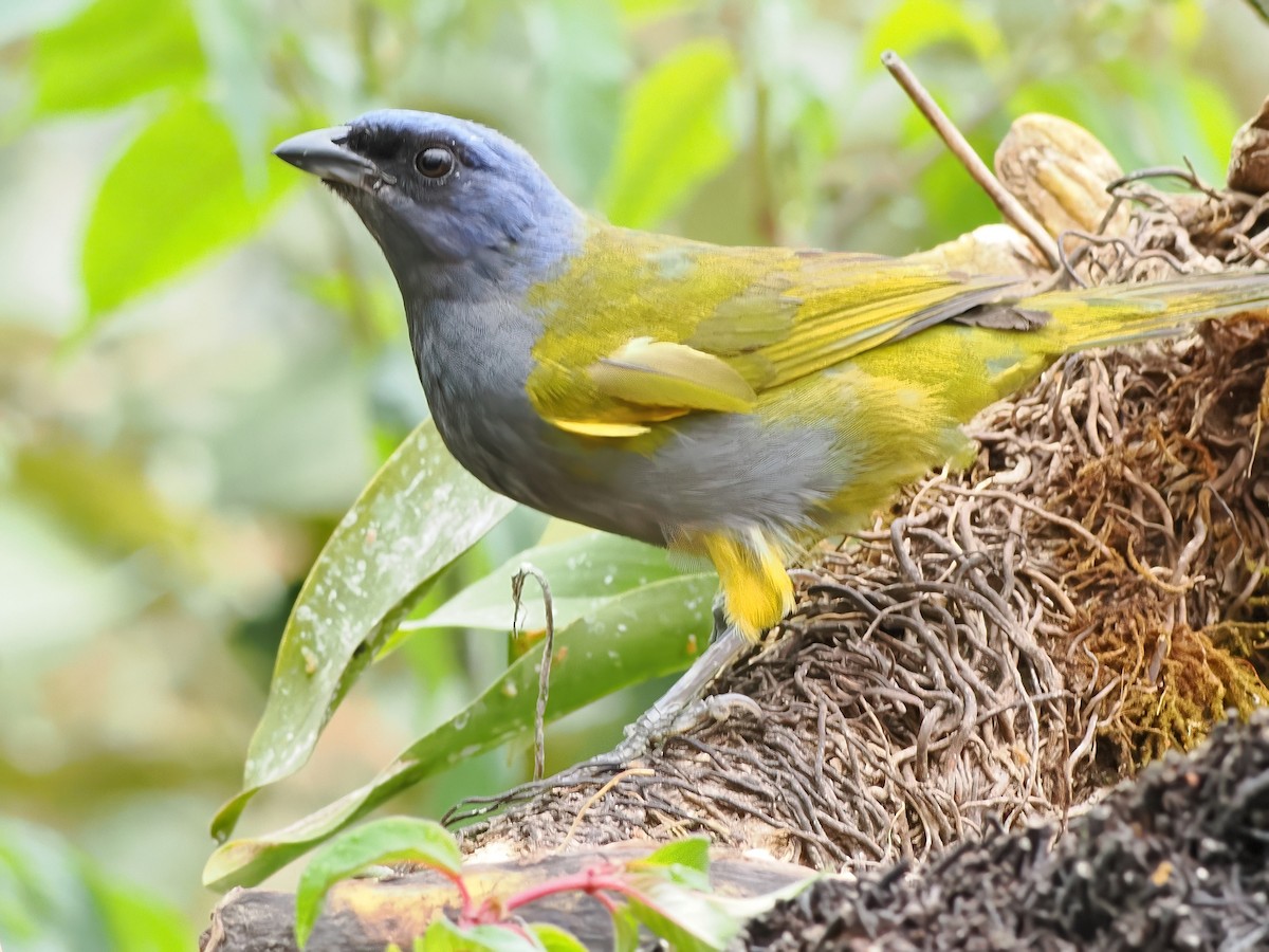Blue-capped Tanager - ML641708083