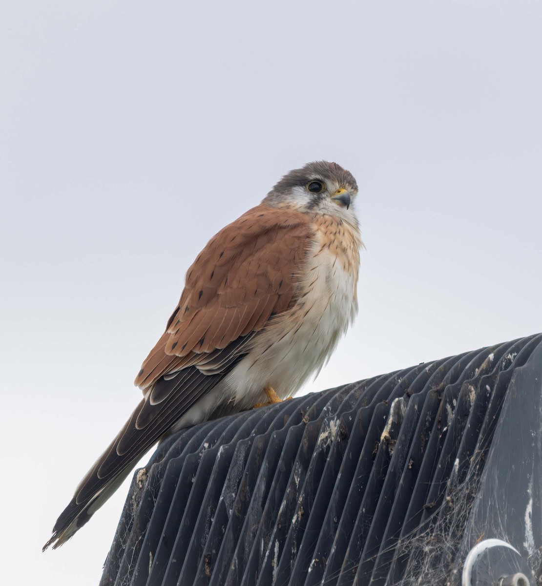 Nankeen Kestrel - ML641708096