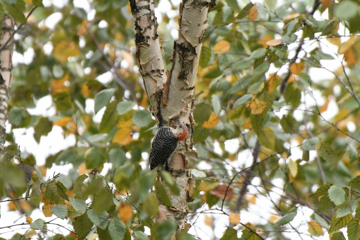 Red-bellied Woodpecker - ML641708105