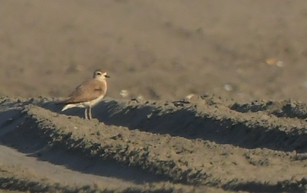 Caspian Plover - ML641708149