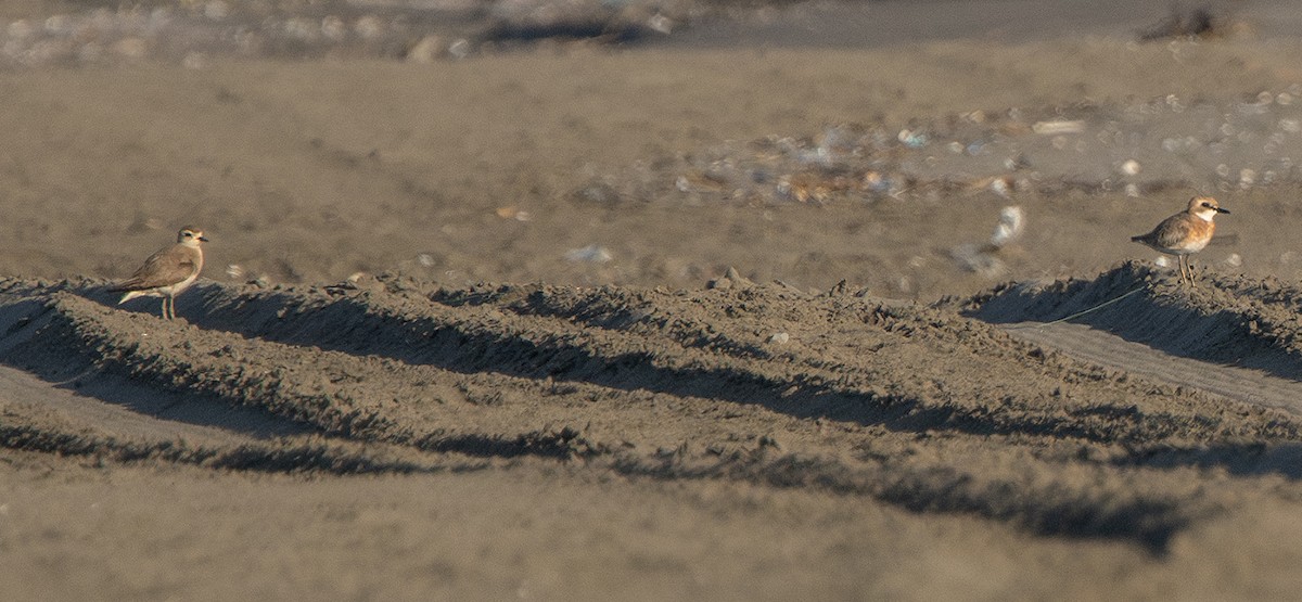 Caspian Plover - ML641708150