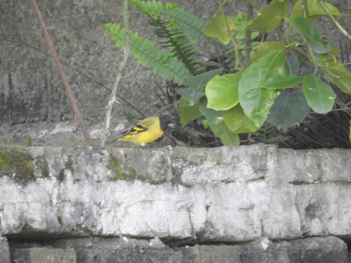 Hooded Siskin - ML641708166