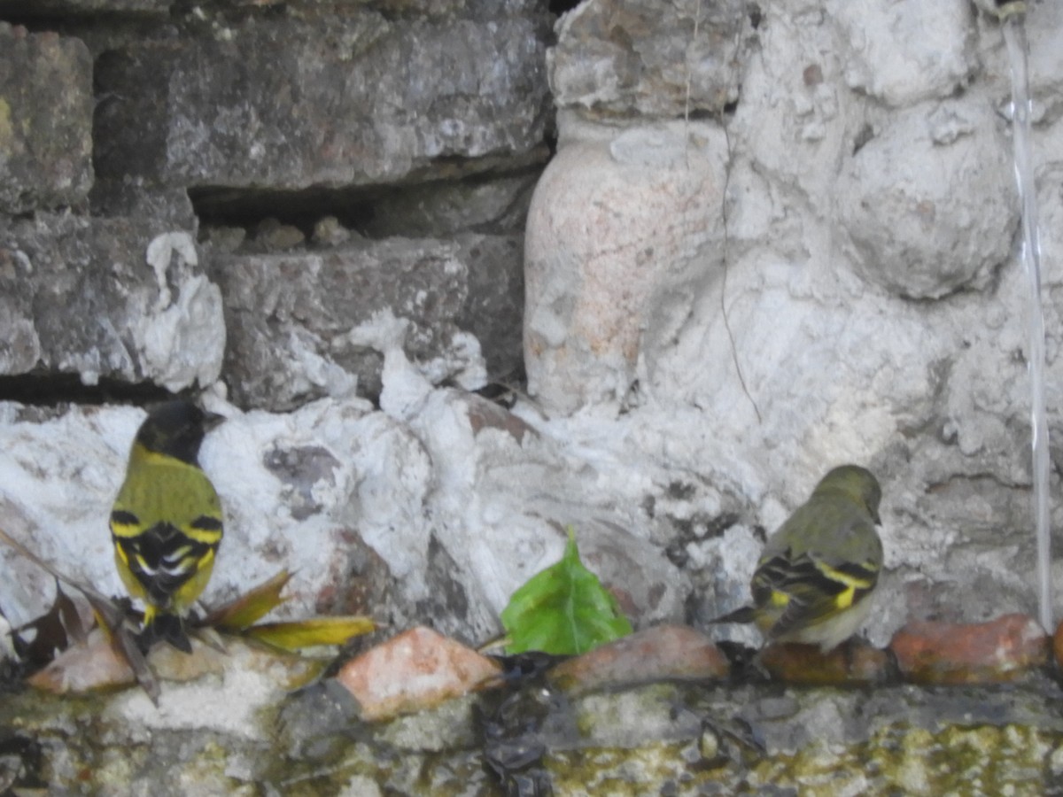 Hooded Siskin - ML641708167