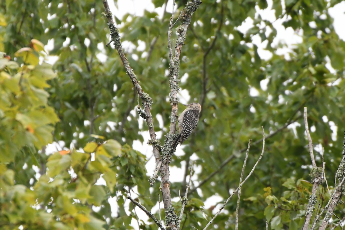 Red-bellied Woodpecker - ML641708179