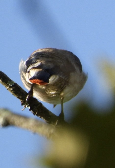 Zedernseidenschwanz - ML641708205