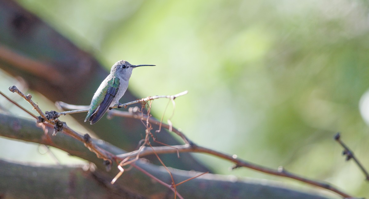 Costa's Hummingbird - ML641708232