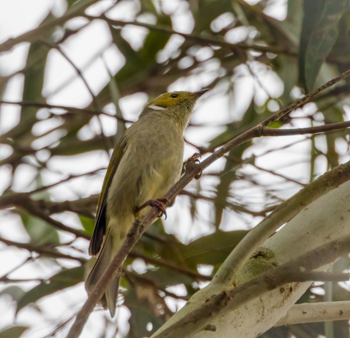 White-plumed Honeyeater - ML641708249