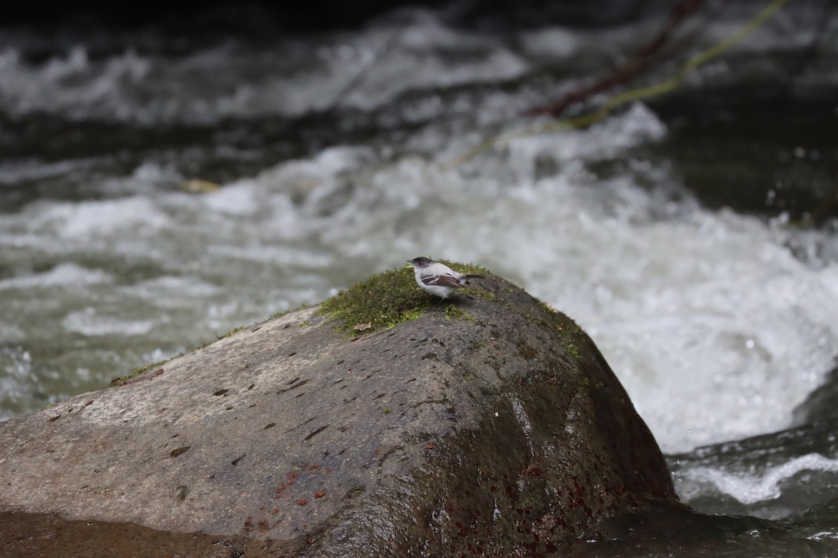 Torrent Tyrannulet - ML641708266