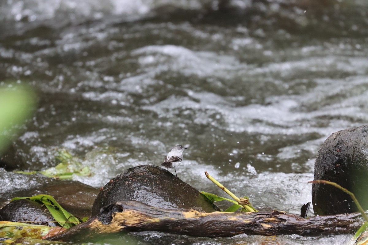 Torrent Tyrannulet - ML641708267