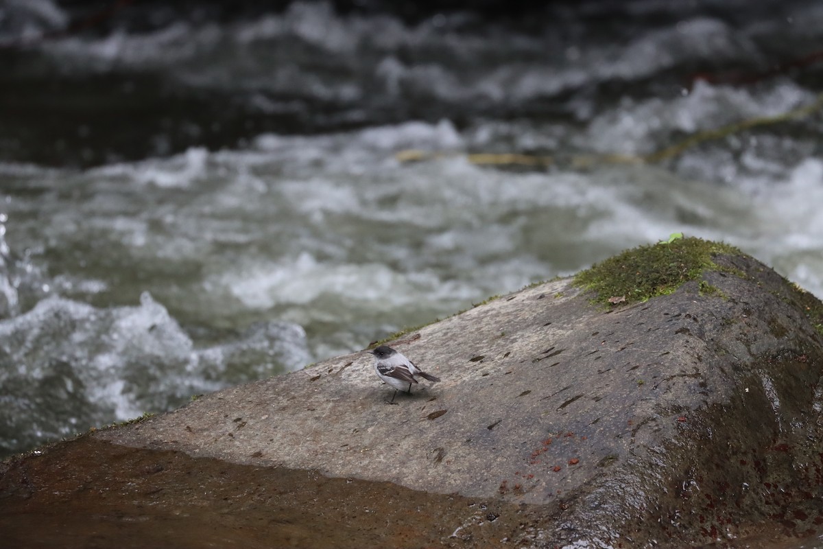 Torrent Tyrannulet - ML641708268
