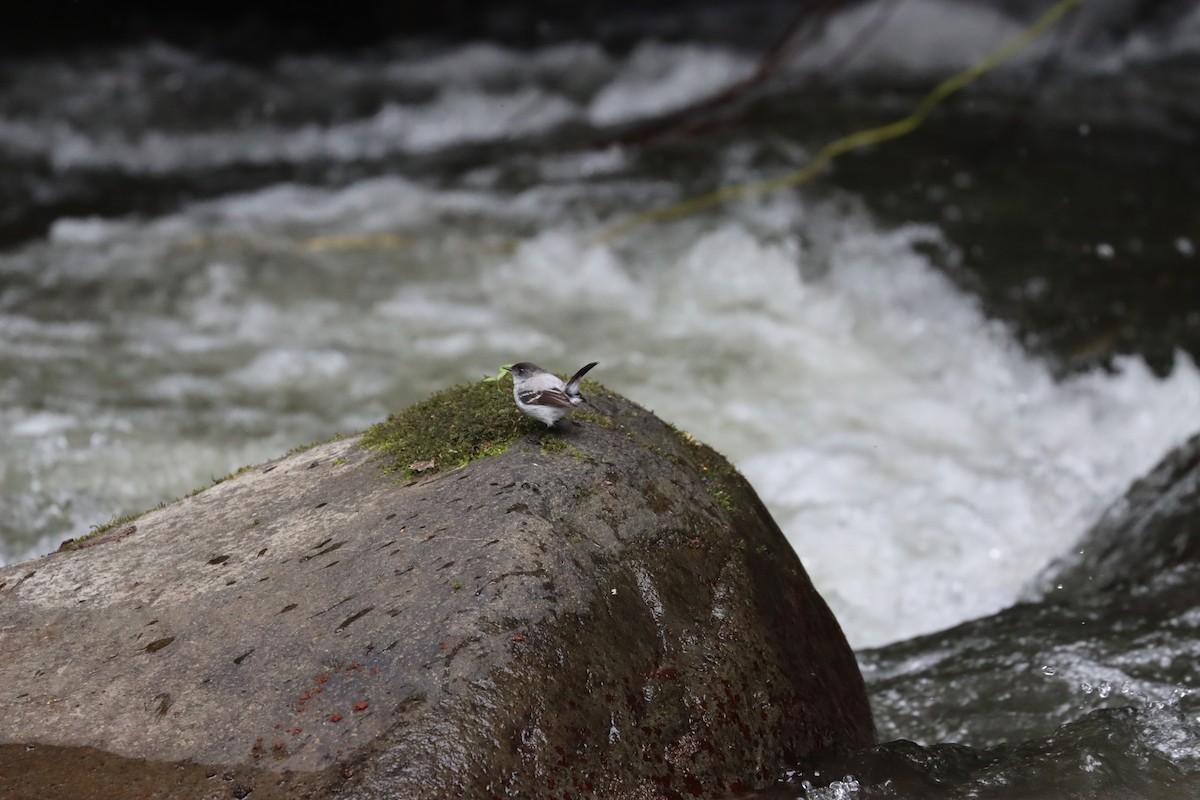 Torrent Tyrannulet - ML641708269