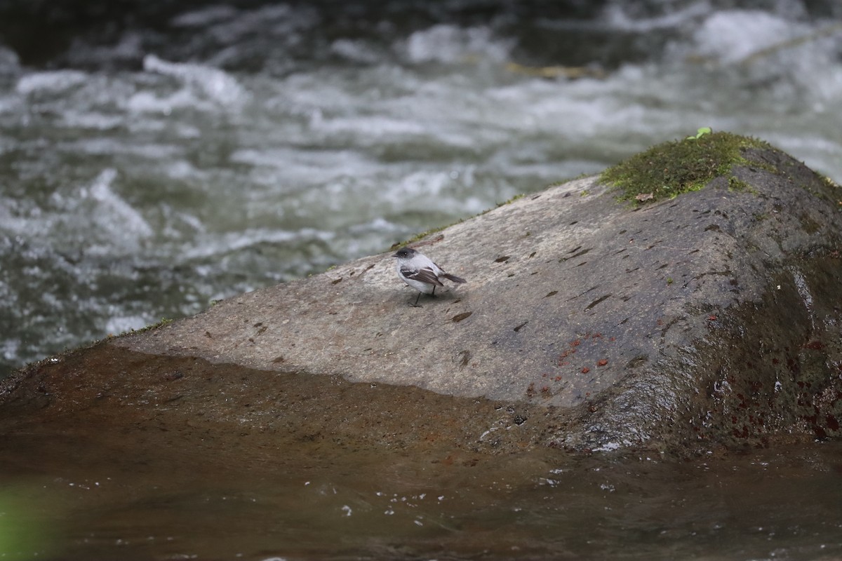 Torrent Tyrannulet - ML641708270