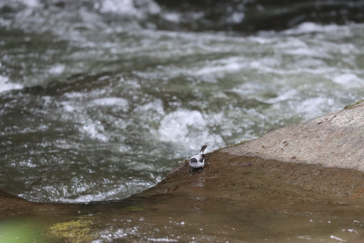 Torrent Tyrannulet - ML641708271