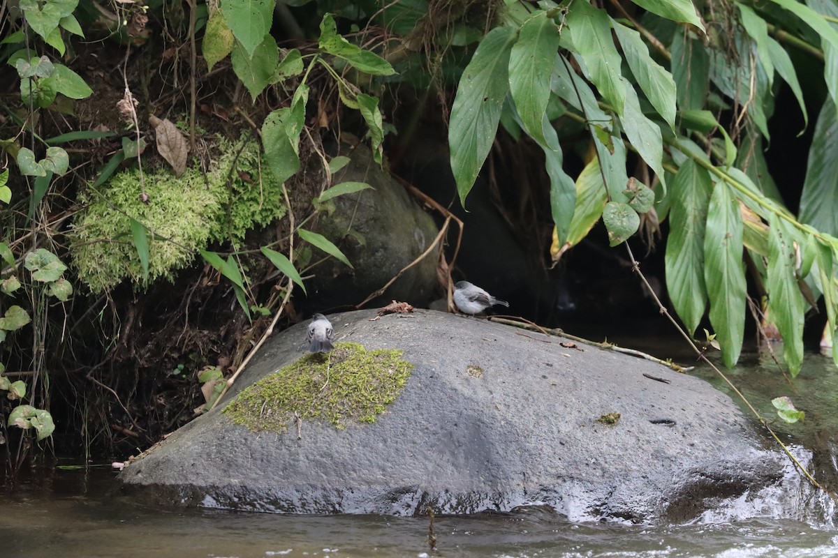 Torrent Tyrannulet - ML641708272