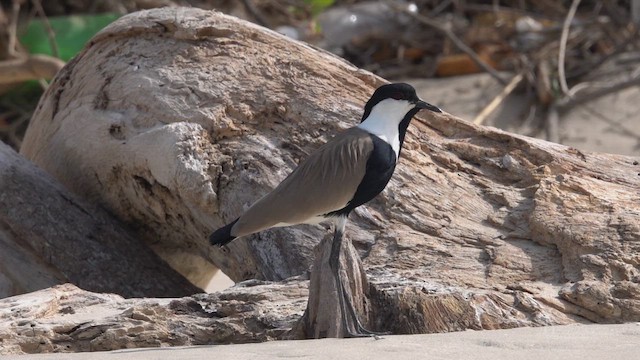 Spur-winged Lapwing - ML641708282