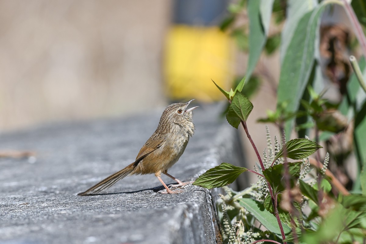 Himalayan Prinia - ML641708290